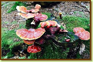 Reishi